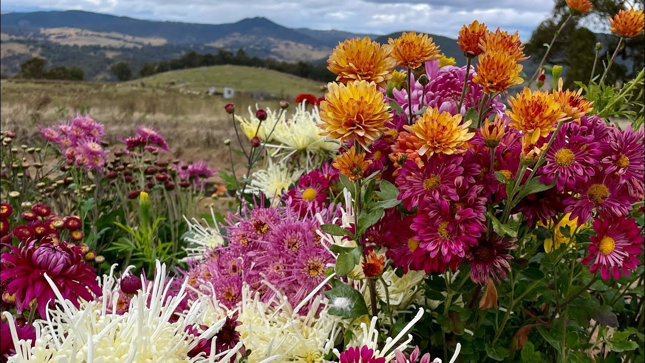 May 2024 (late Autumn) Australian Flower Farm / Cutting Garden Tour.