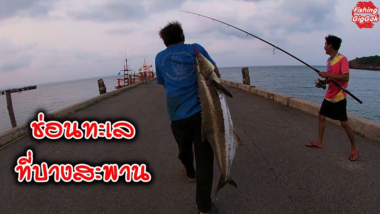ปลาช่อนทะเลชายฝั่งที่บางสะพานไซส์ 18 กิโล มันใหญ่มาก