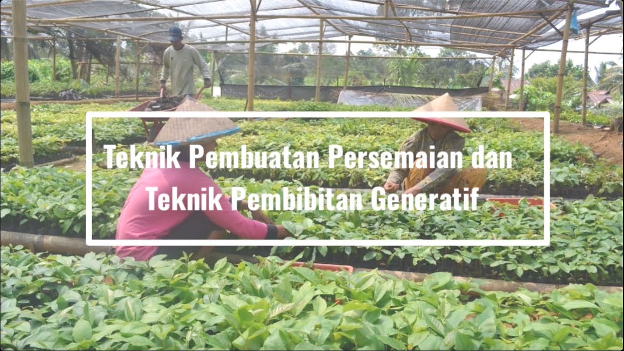 Pembuatan Persemaian dan Teknik Pembibitan Generatif
