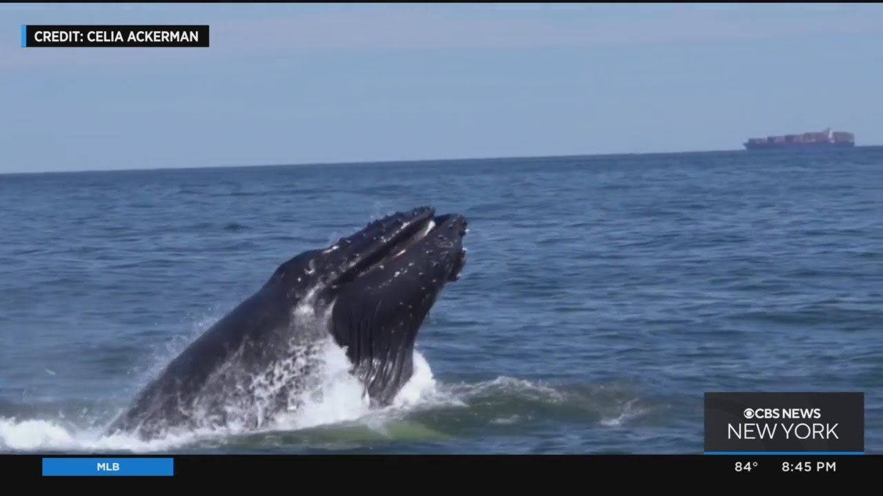 Whales in New York City area spark fascination