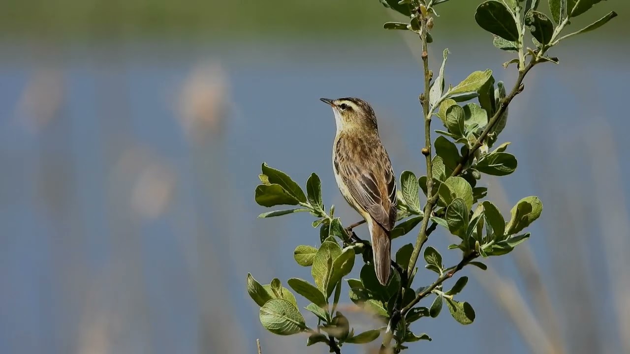 Sedge Warbler singing at Kinnordy, 3/6/2022