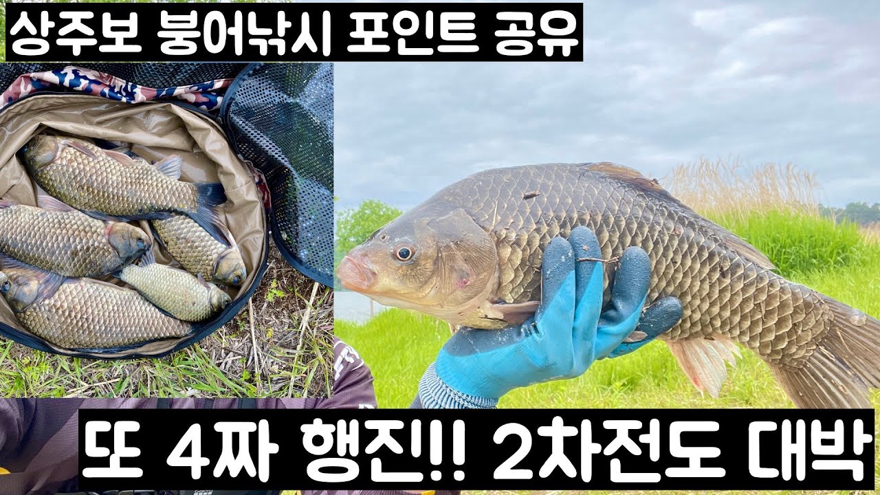 [붕어낚시보트] 4짜가 여전히 이어지는 상주보 특급 포인트! 지나가던 강아지도 4짜를 물고다닌다는 상주에서 황홀한 낚시 2차전!! 성공!