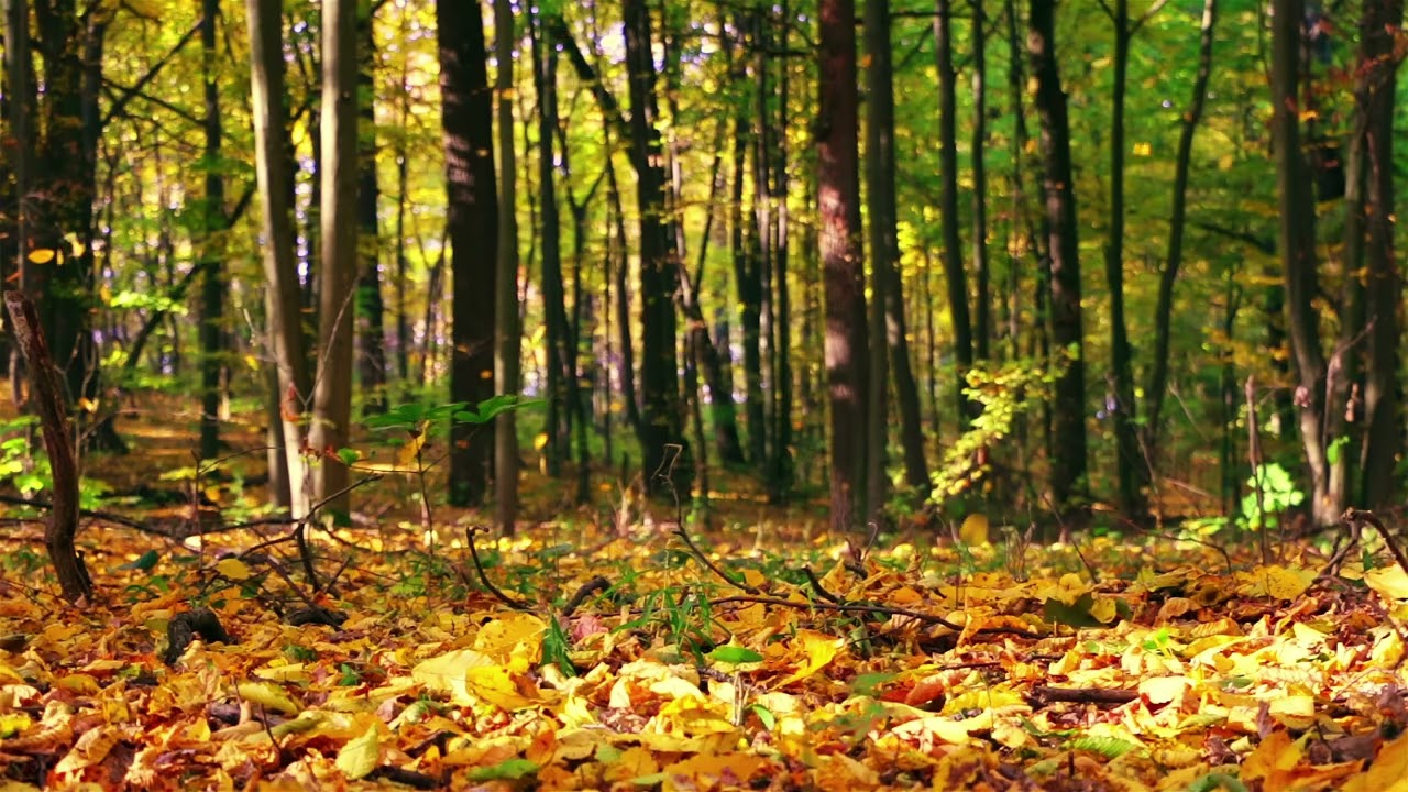 Peaceful & Serene Autumn Leaves Falling In The Woods - Ambience