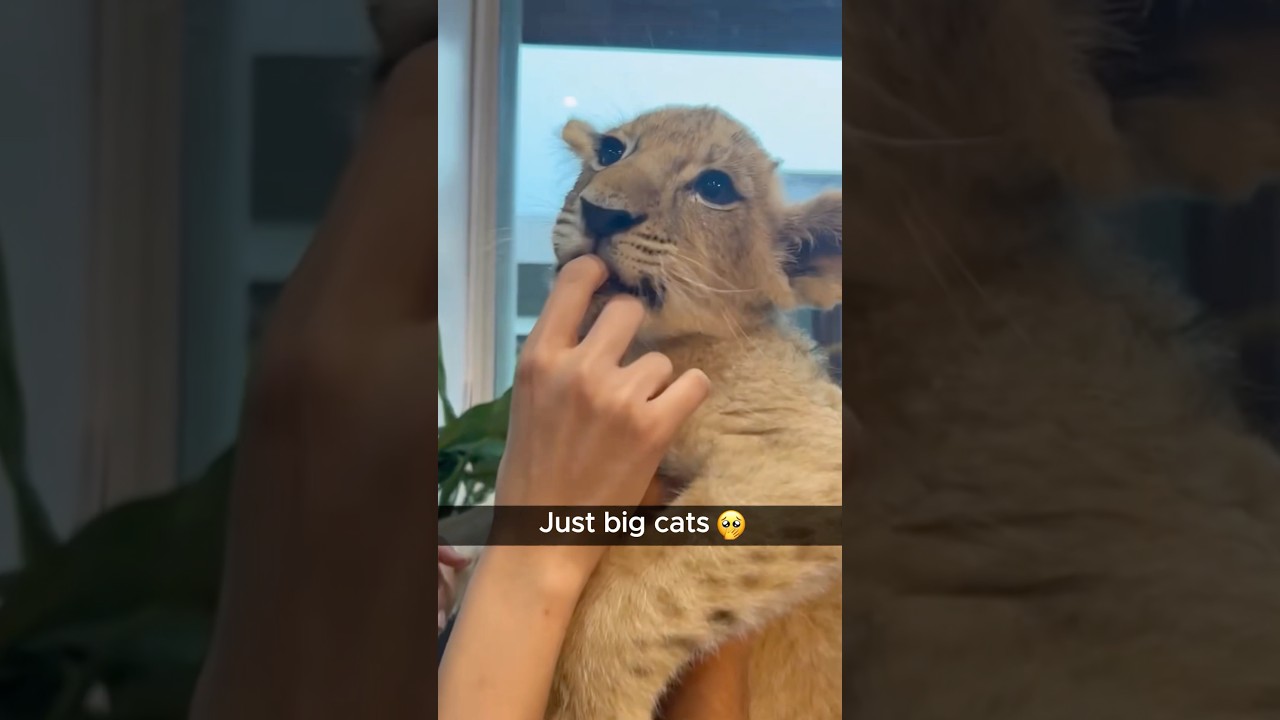 feline cubs.#funny #bigcat #funnyvideo #funnyanimal #animallife #pets #feline