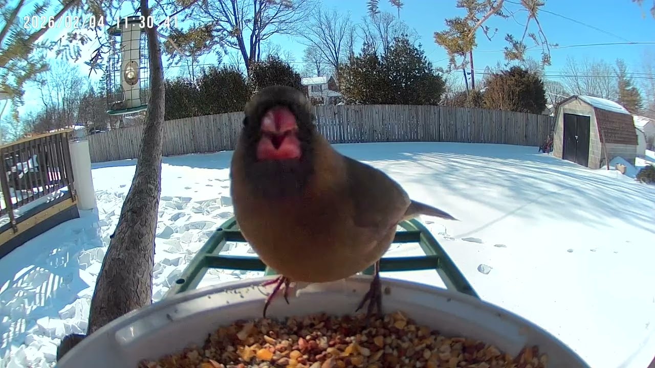 Red Bellied Woodpeckers, Cardinals, & More 2K #birdsforcatstowatch #birds #birdidentification