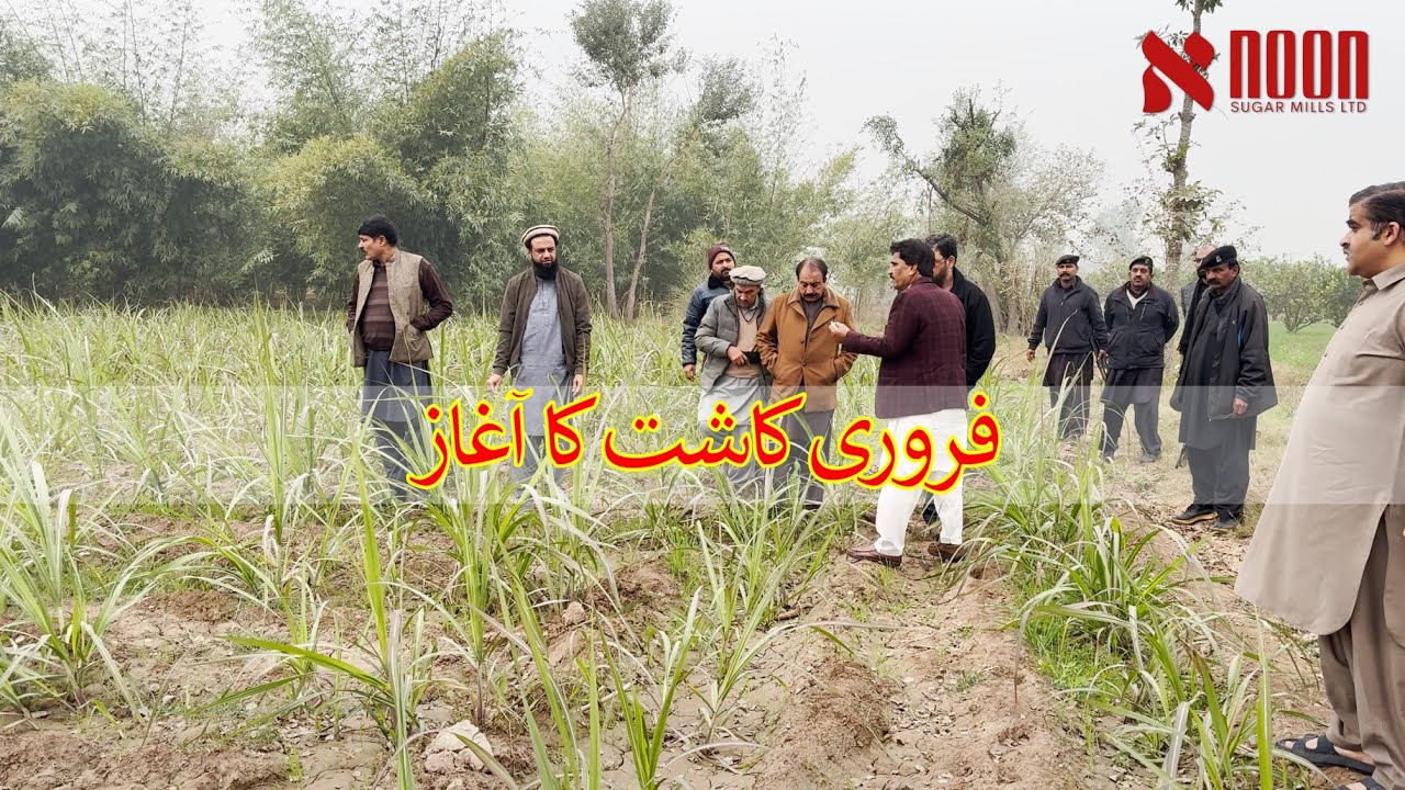 فروری گنے کی کاشت کا آغاز |  کسانوں سے رابطہ اور اہم بیٹھک | Noon Sugar Mills
