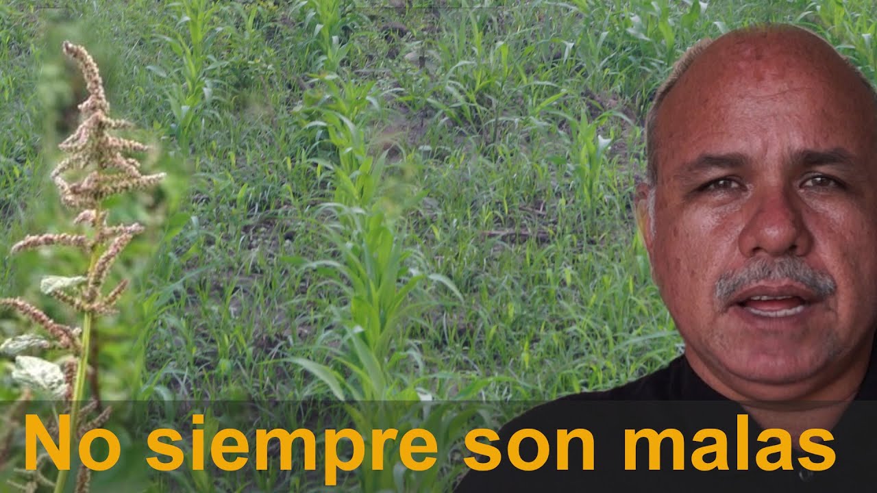Las malezas son relamente malas? o tambien pueden ser buenas para los cultivos
