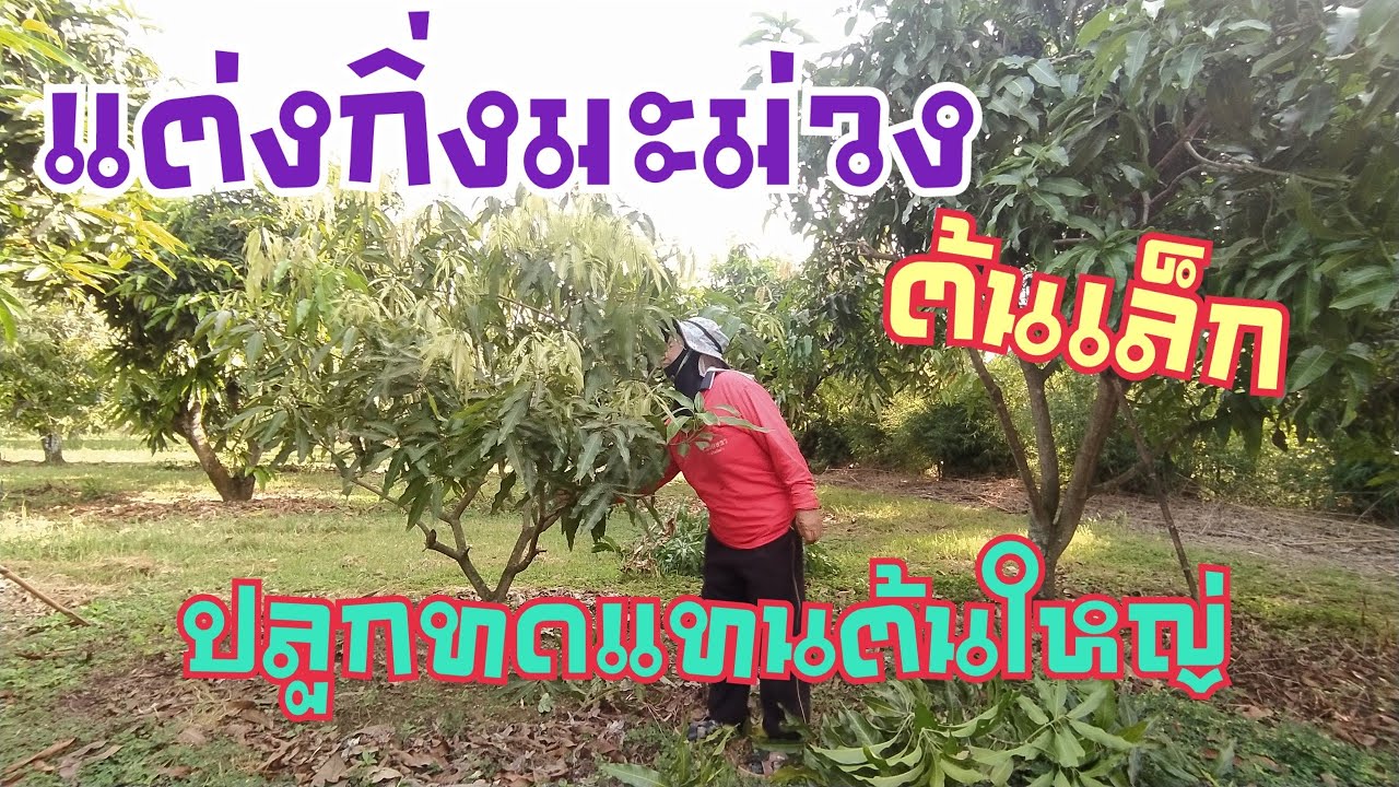 แต่งกิ่งมะม่วงต้นเล็ก I ปลูกทดแทนต้นเดิม
