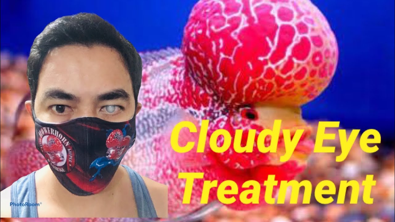 Flowerhorn | Cloudy Eye | Treatment | R’A Garage