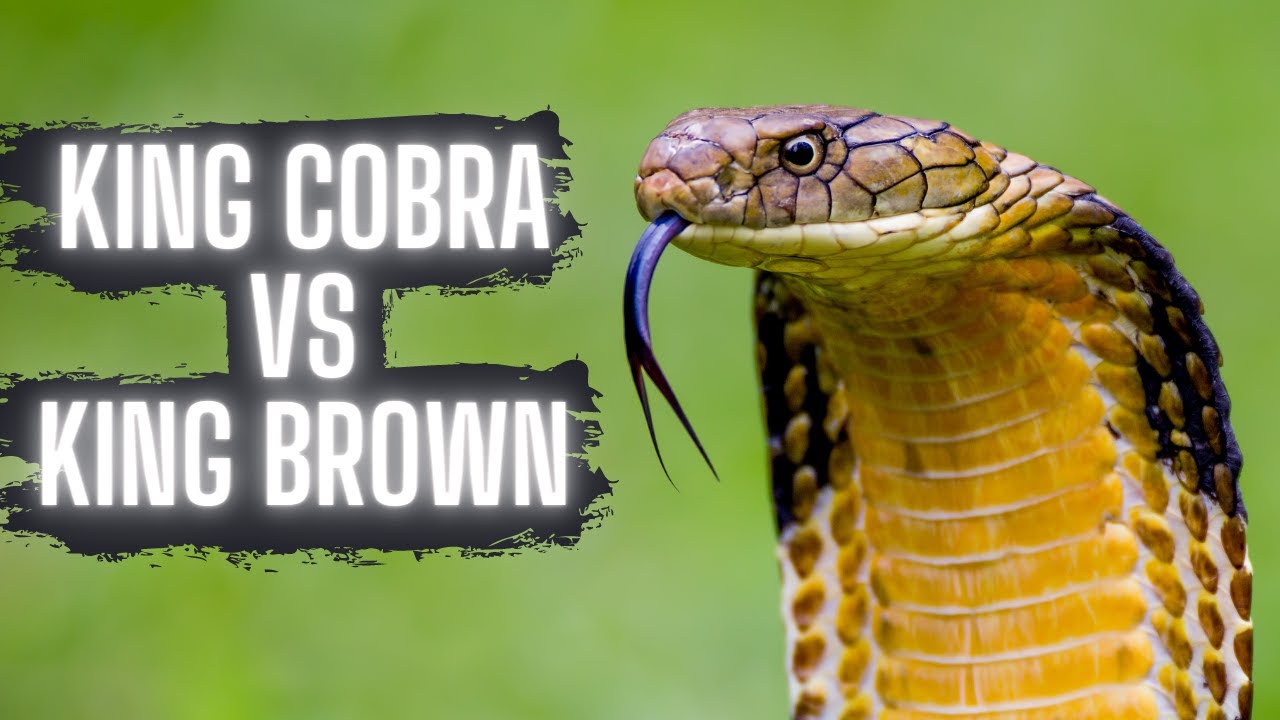 KING COBRA VS KING BROWN SNAKE!