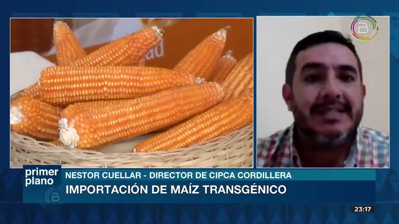 CUELLAR: SEMILLAS TRANSGÉNICAS TIENEN PATENTES TRANSNACIONALES