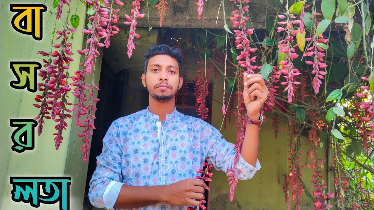 বাসরলতা|| basorlota