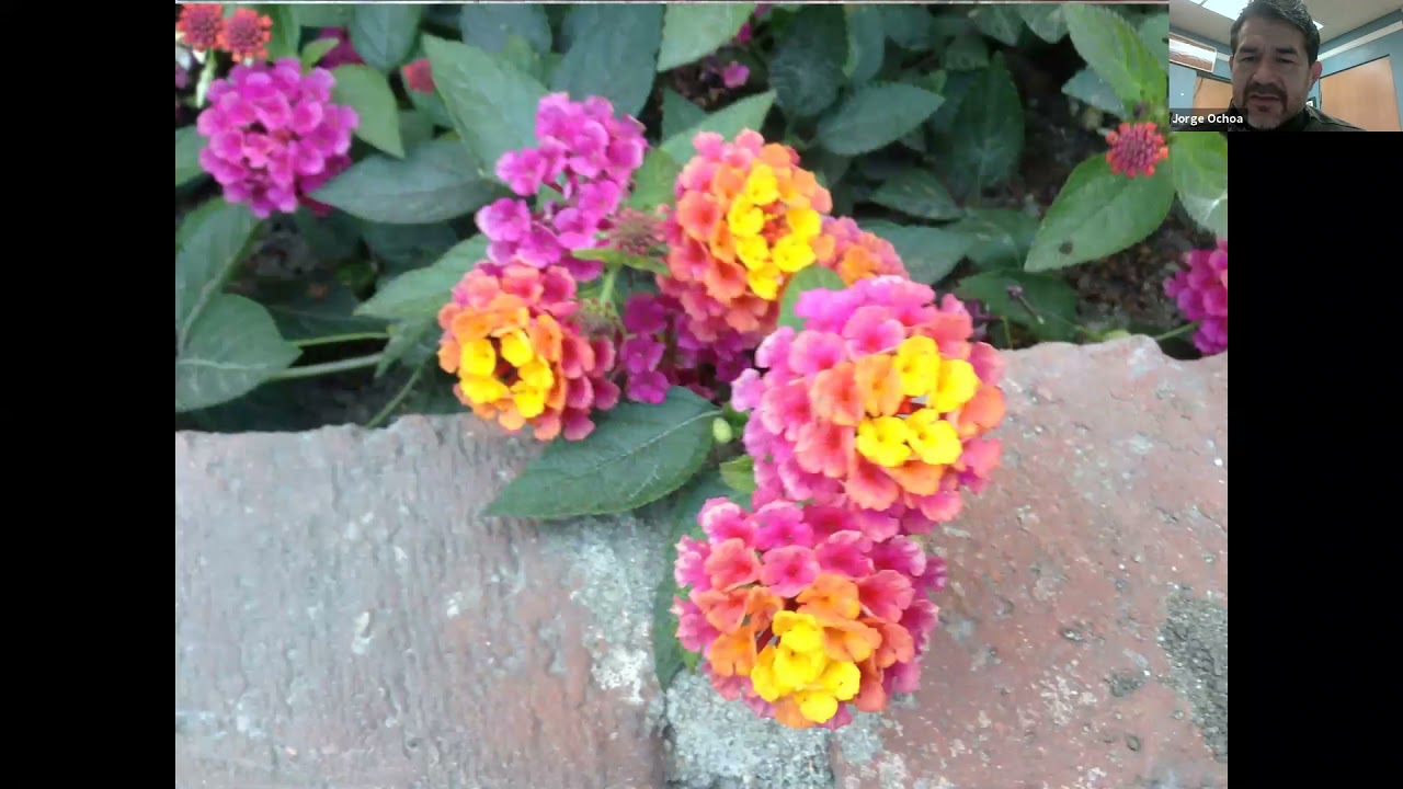 Verbenaceae