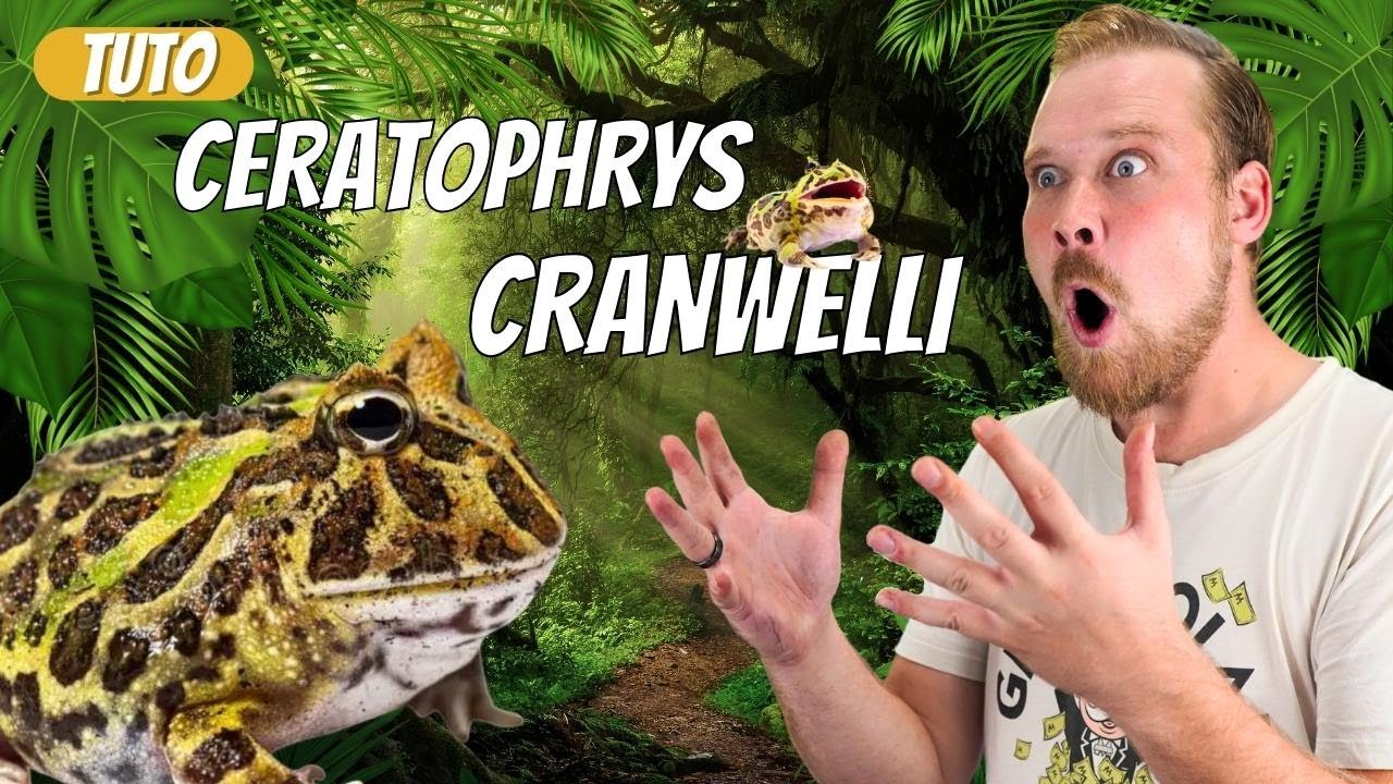 Un terrarium PAS CHER pour CERATOPHRYS CRANWELLI ! TRUCS & ASTUCES [ ANI' MOOD ]