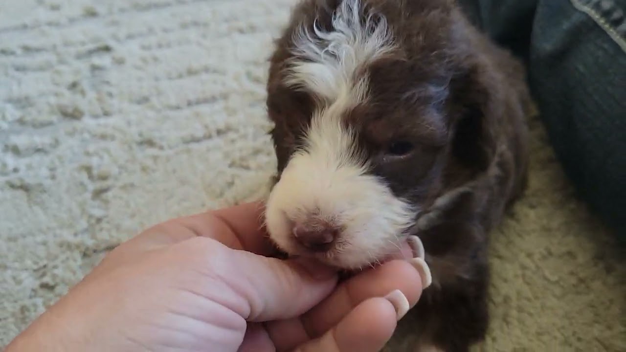 F1 Aussiedoodle puppies from Mac and Buck