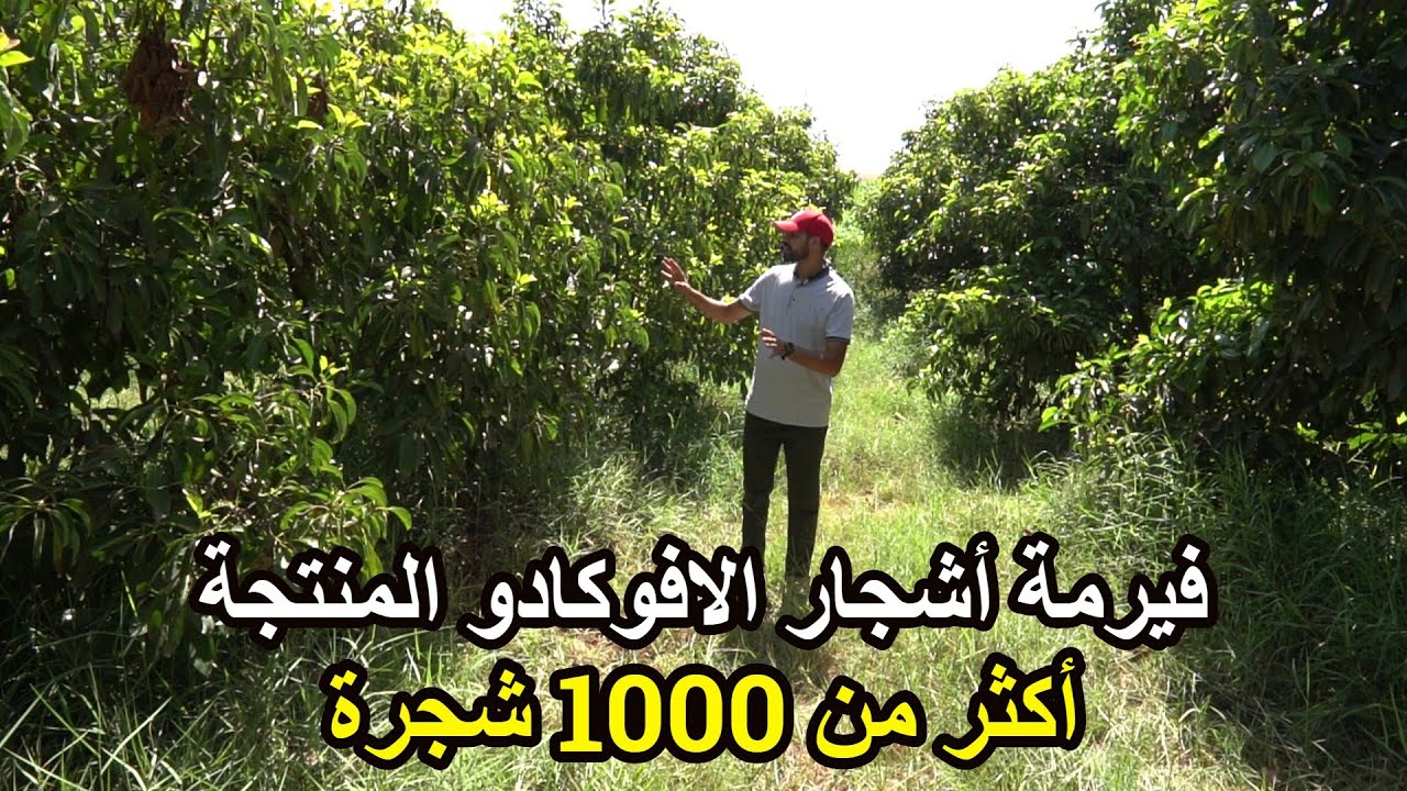 ✨أجمل فيرمة أفوكادو للاستثمار بأشجار كبيرة منتجة محفظة و مجهزة مع مداخيل ورخصة استراد الابقار ✨تيفلت