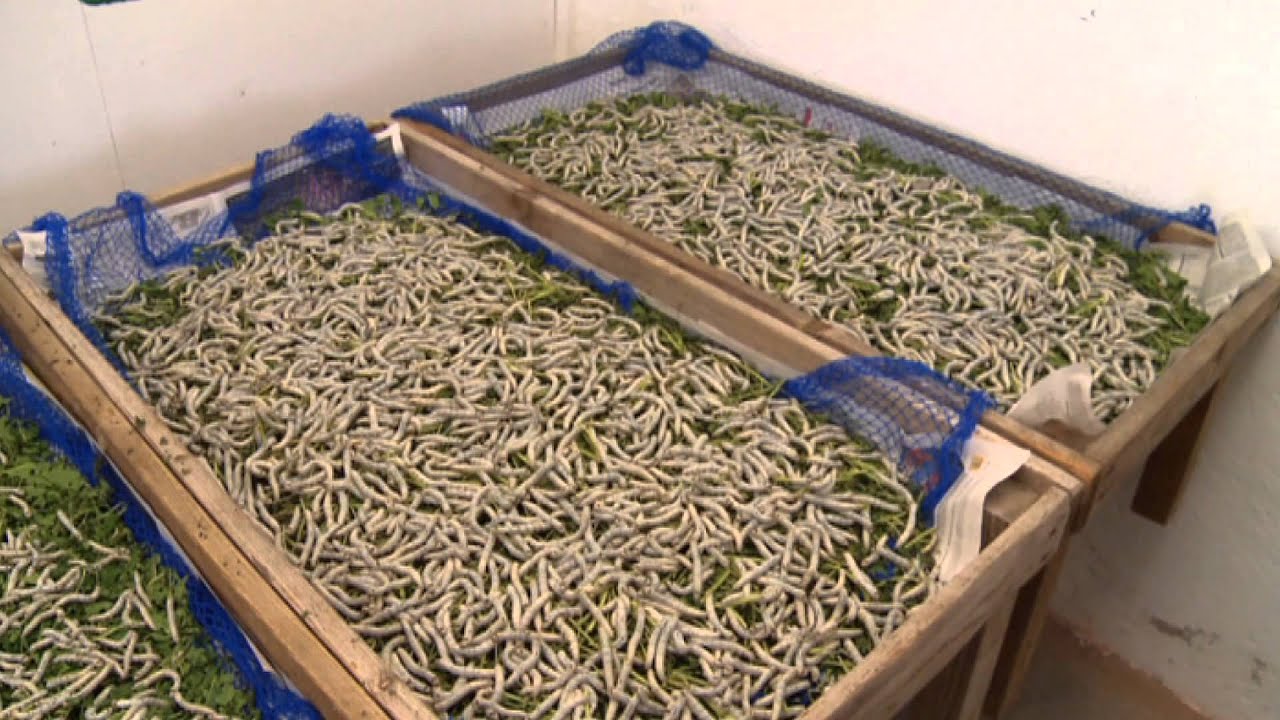 Switzerland produces its own silk