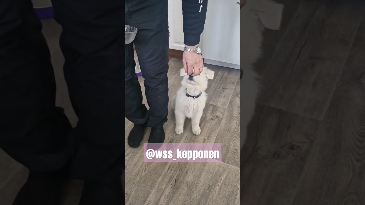 #pikkupentu #Kepponen #maltti #harjoitus #arkitreenit #kotitreeni