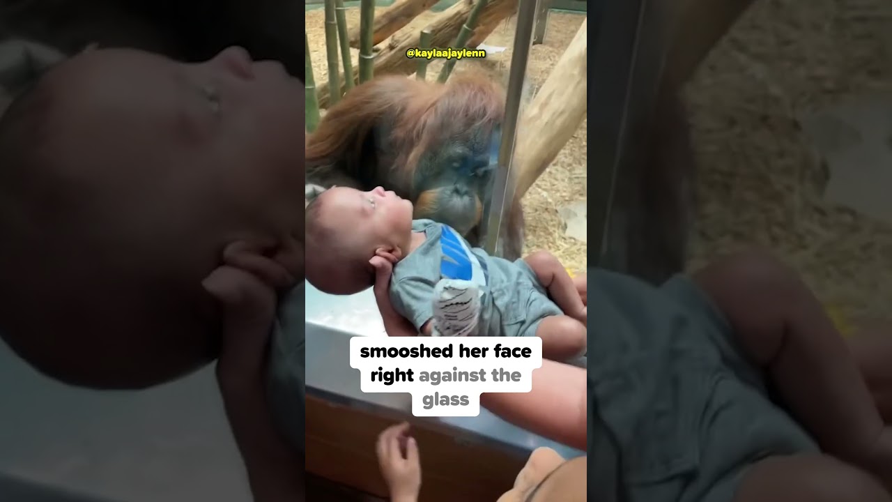 The Cutest Zoo Interaction Ever! 🥹
