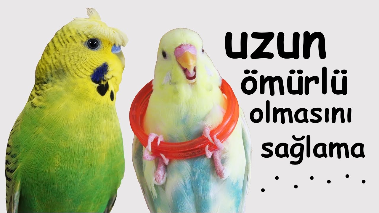 Muhabbet Kuşu Ömrünü Uzatacak 14 Faktör