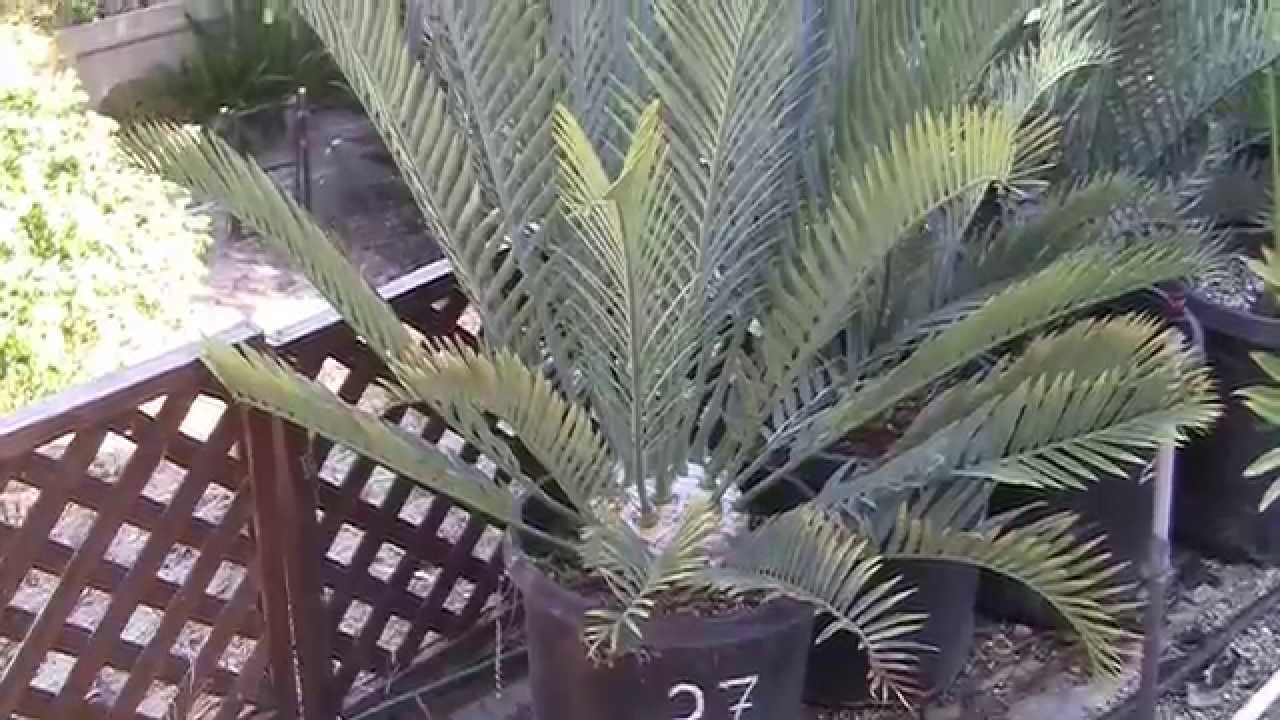 Cycad Encephalartos Sale