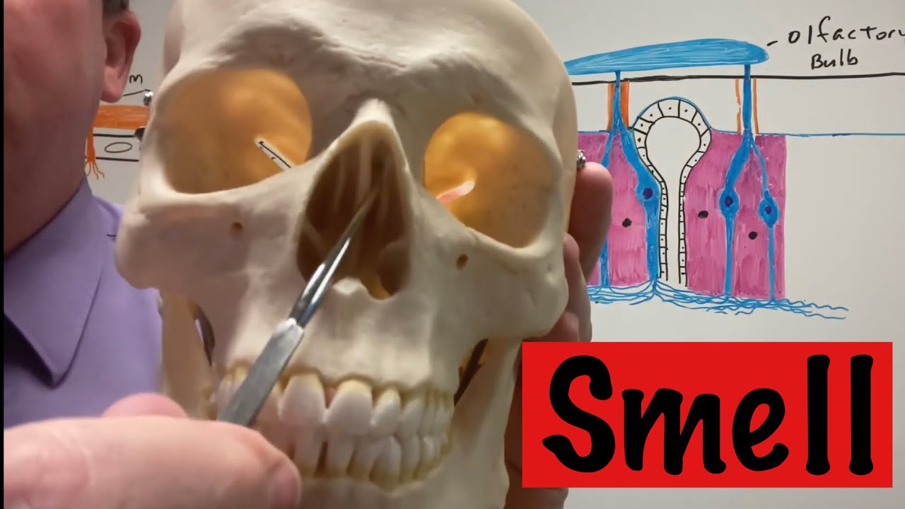 How Smell Works
