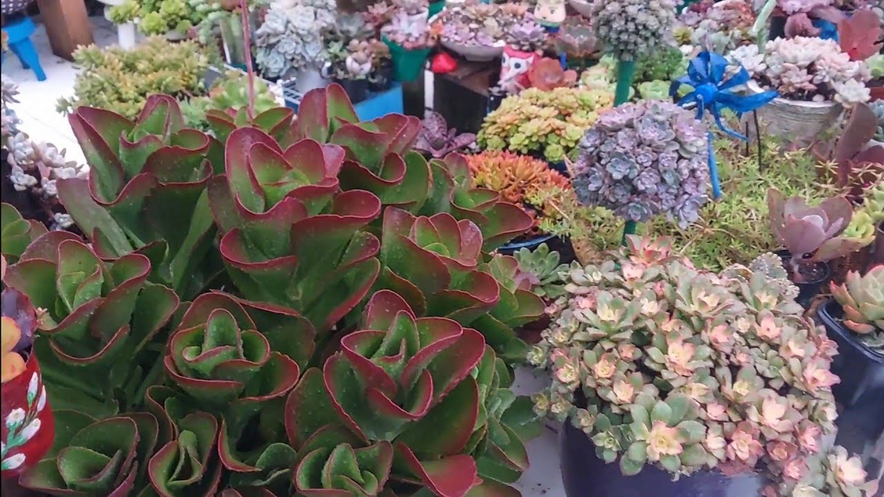 Chuva de coloração! Suculentas embaixo da chuva, ficam mais coloridas
