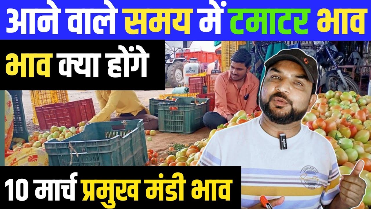 आने वाले समय में टमाटर भाव क्या होंगे || Tomato Price Today || Tamatar Bhav