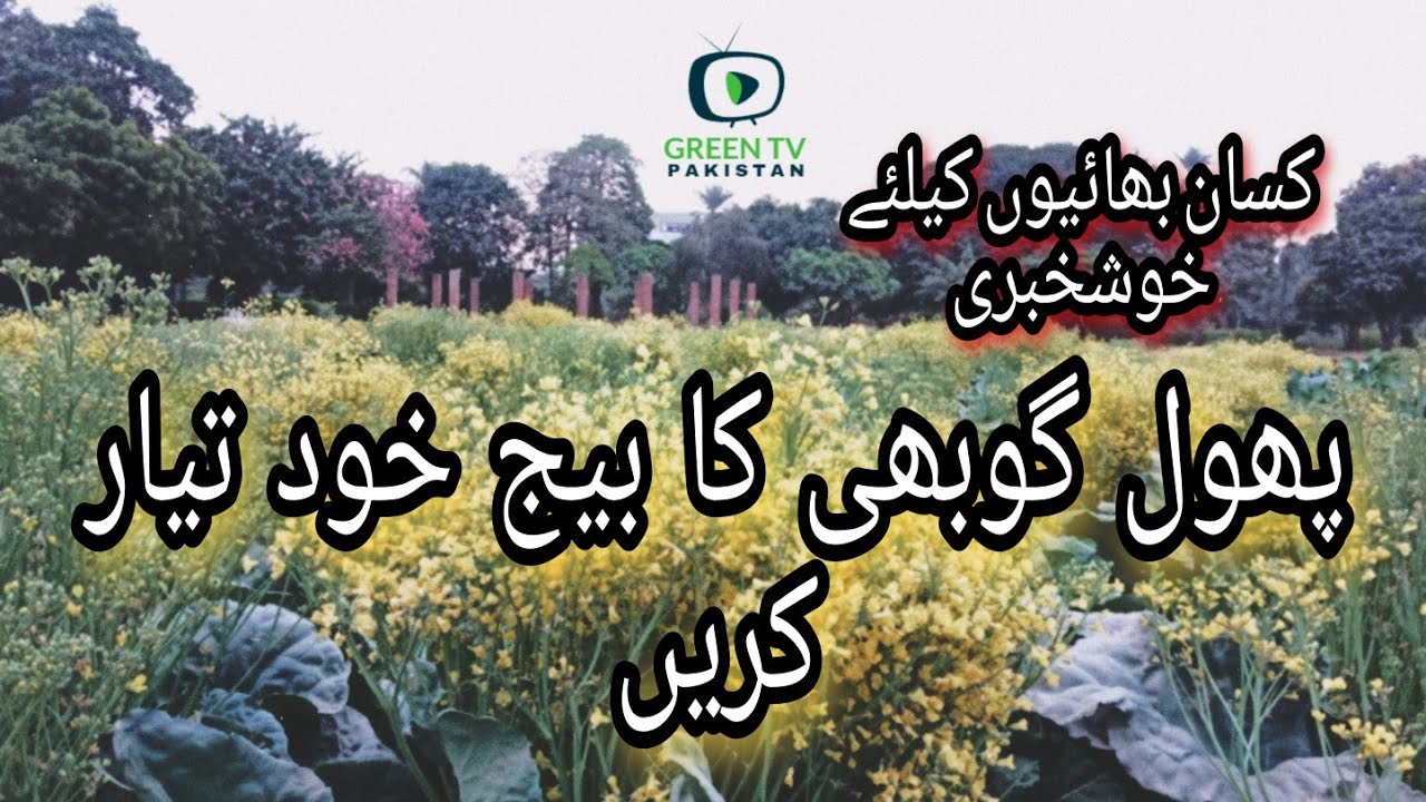 Cauliflower seed production by Dr. M. Irfan Ashraf | پھول گوبھی کا بیج بنانے کا طریقہ