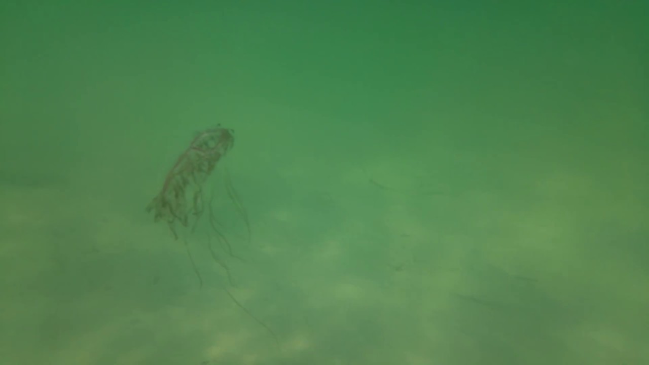 Olindias phosphorica (Hydromeduse) Tunesien 20180728 130643