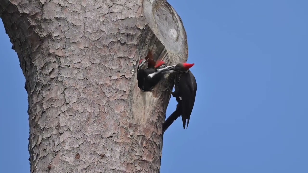 Woodpecker Feeding Young