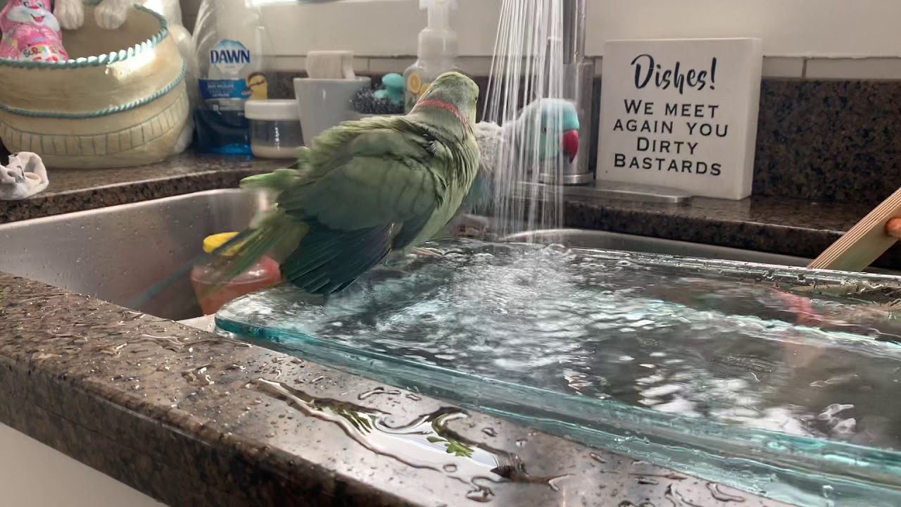 Indian Ringneck brothers: get evicted from the tub! Conures take over!