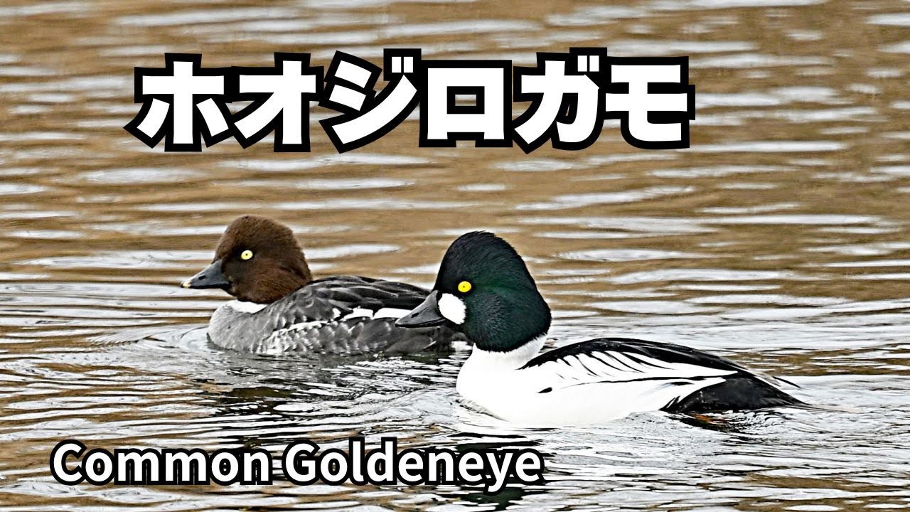 ホオジロガモ