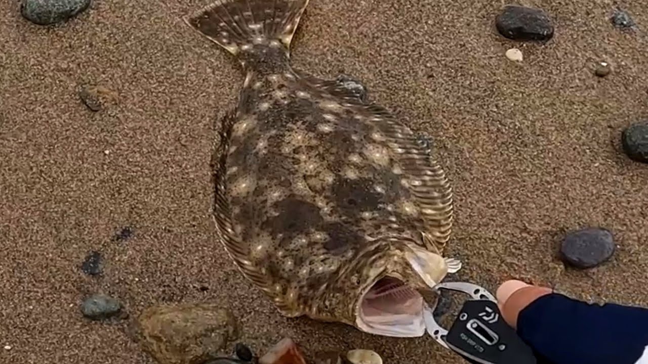 Морская рыбалка с берега в Южной Корее