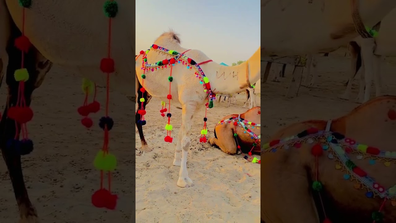 Camels #cow #mandi #eidmubarak
