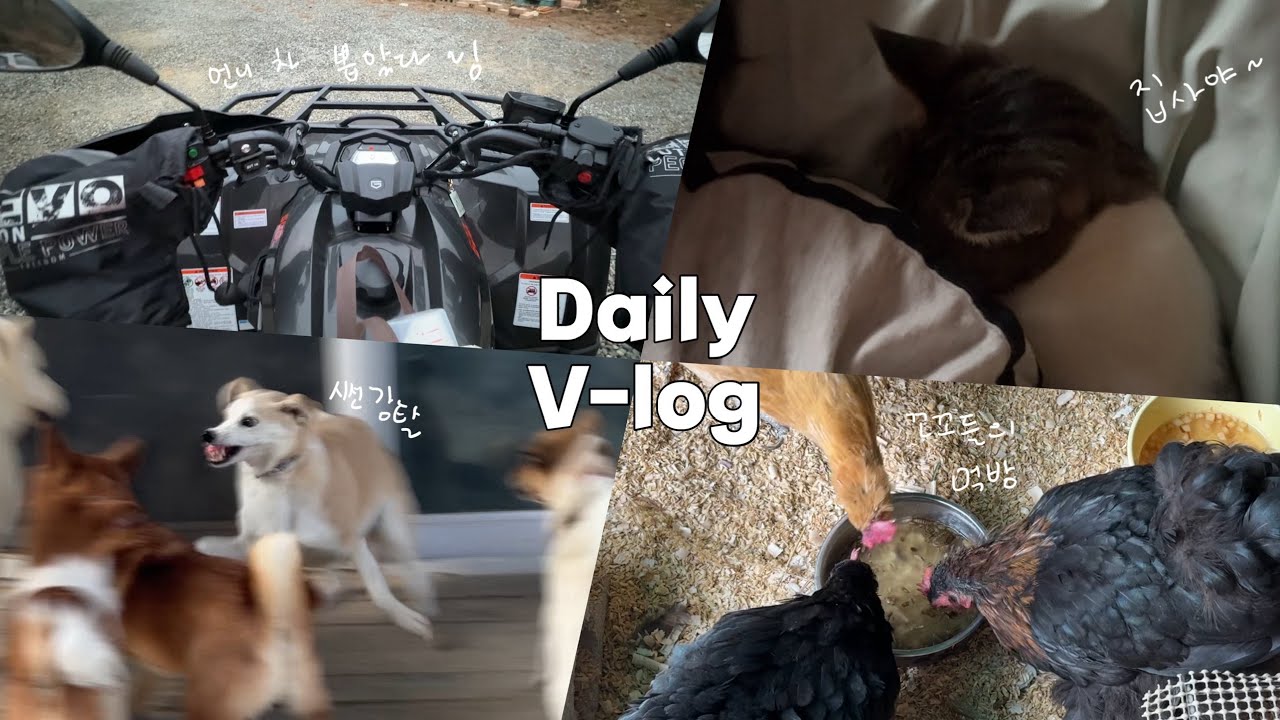 #159 ) vlog | 언니 차 뽑았다. 고양이 밥주러 가자~ | 시선강탈 재미지게 노는 구름이 |  꼬꼬들의 먹방 | 까마귀들의 때 비행 | 시골 강아지, 고양이, 닭들의 일상