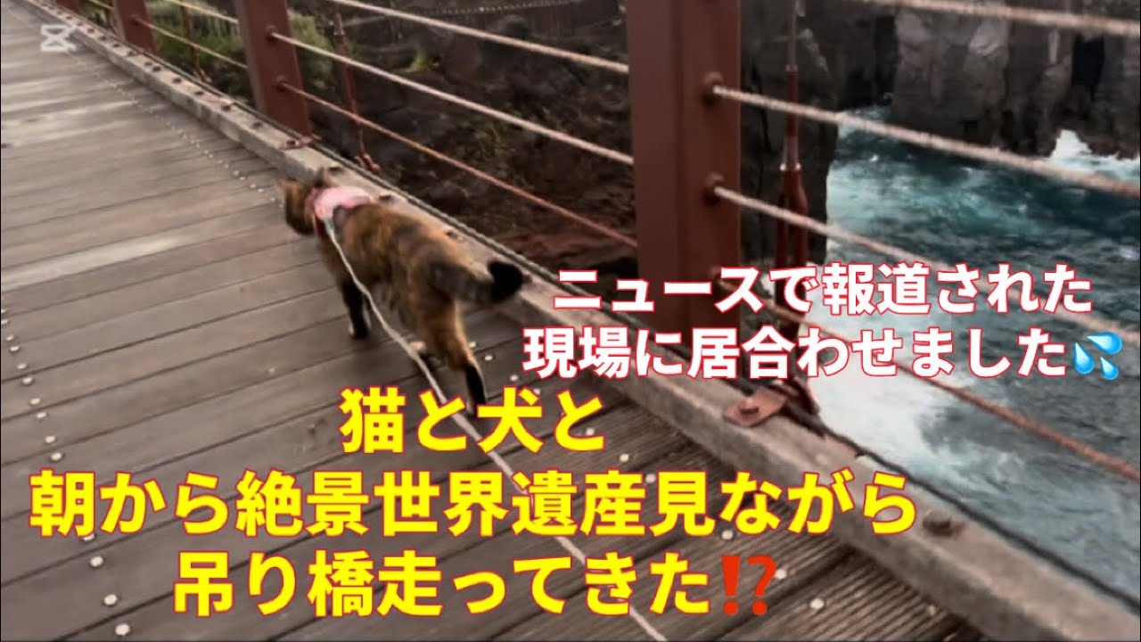 猫犬と朝から世界遺産にある吊り橋を走りに行った⁉️ハプニング!報道されていた現場に居合わせました💦伊東市城ヶ崎海岸 伊豆ジオパーク#保護猫 世界遺産#朝活#ペット