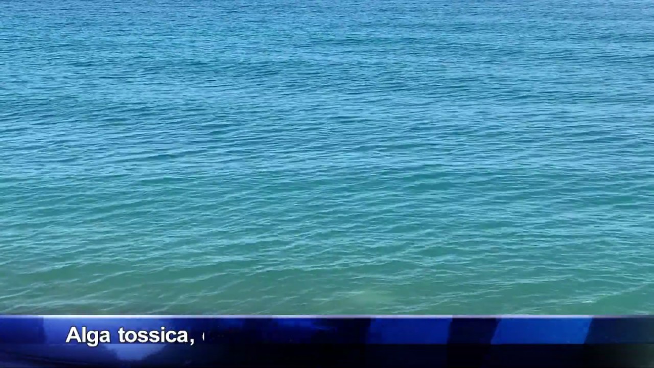 L'ARPA lancia l'allarme: l'alga tossica 