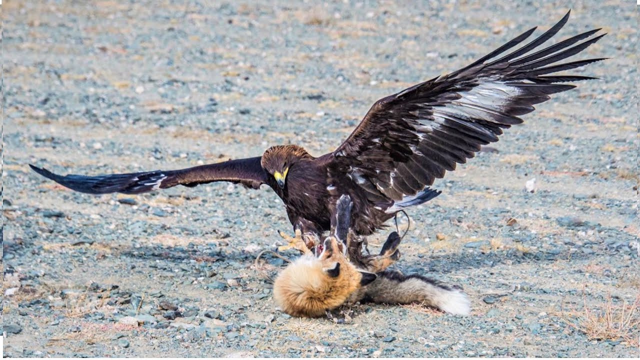 Eagle Eye  Master of the Skies - sky predator