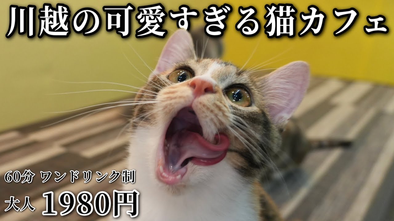 【癒し】川越にあるとにかく可愛すぎる猫カフェに行ってみたら可愛すぎた...🐈 【大人1980円】