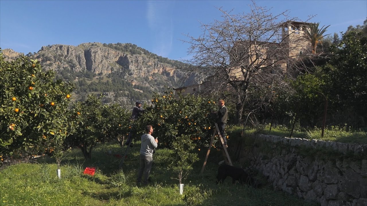 UEP! COM ANAM? [490] - CAVALLS I OVELLES, I EL SAIG DE MARIA, TARONGES DE SÓLLER I CIURONS ESCALDINS