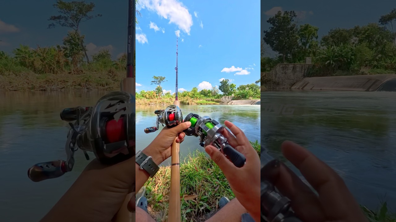Perbandingan 3Reel BC Termahal Shimano #AntaresDC #CalcuttaConquestDC #shimano #shorts #fishingreels