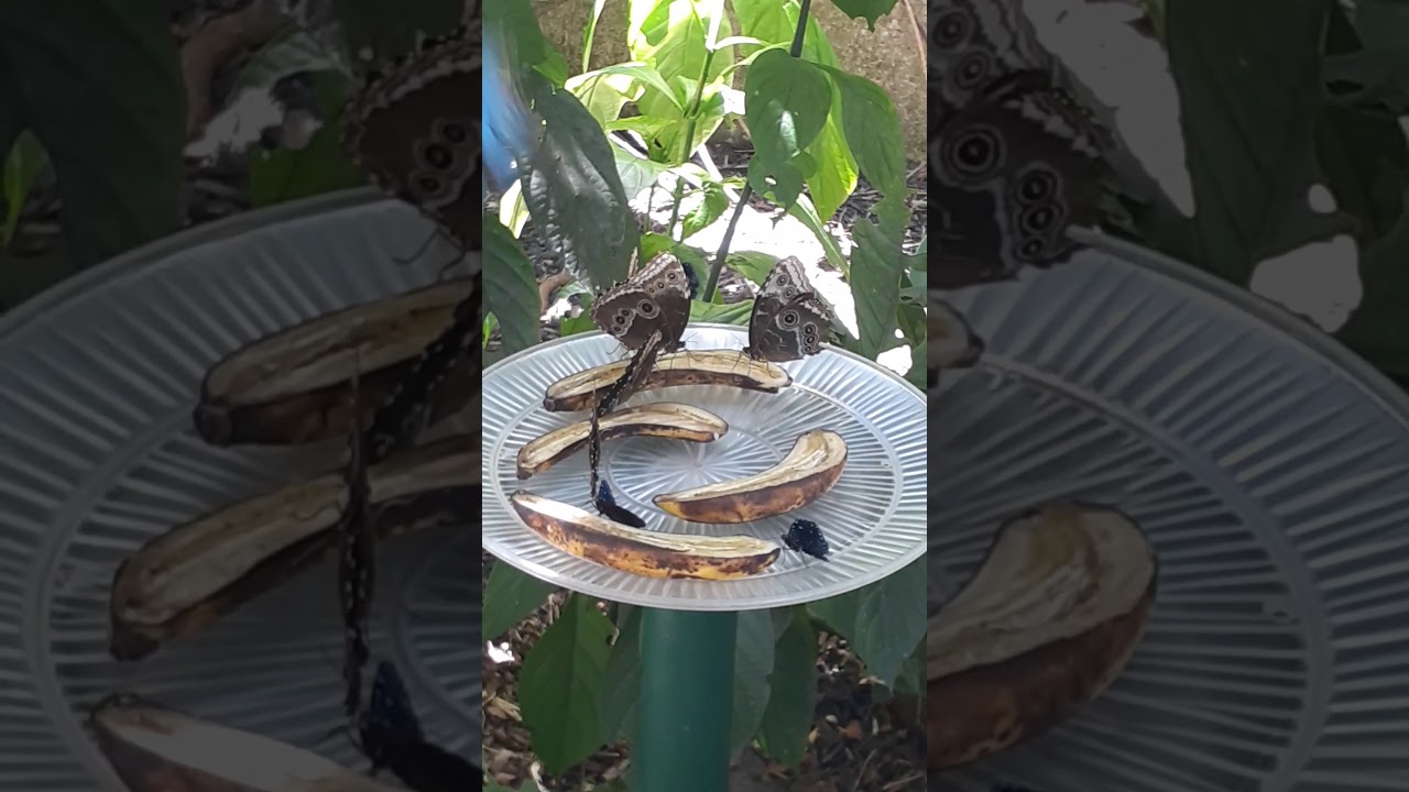 Butterflies eating bananas..