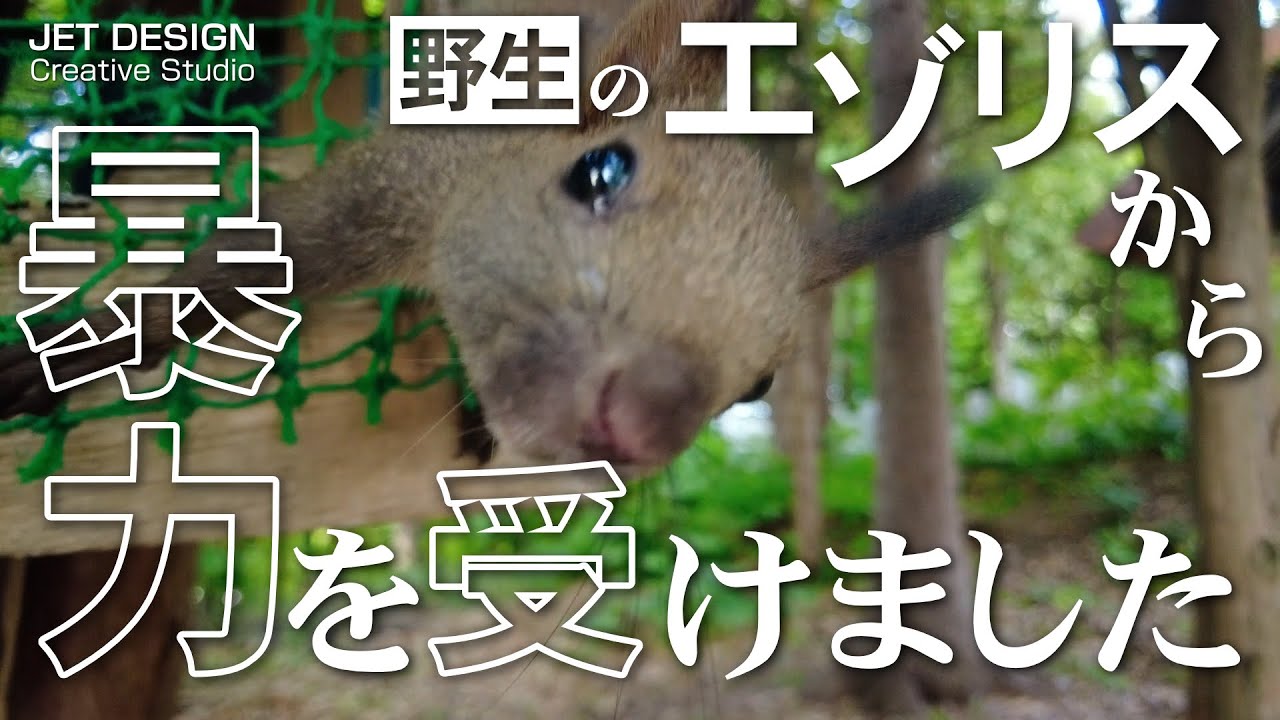 エゾリスから暴力を受けました