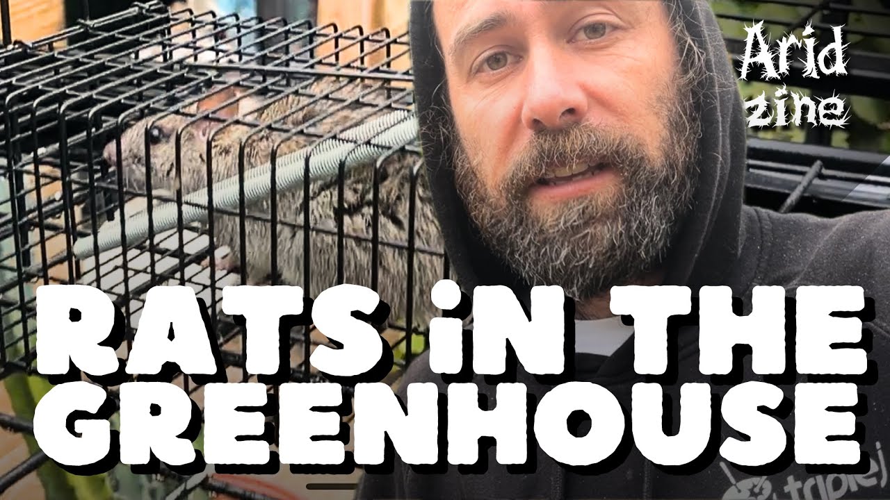 Pest quest: dealing with rats in the greenhouse