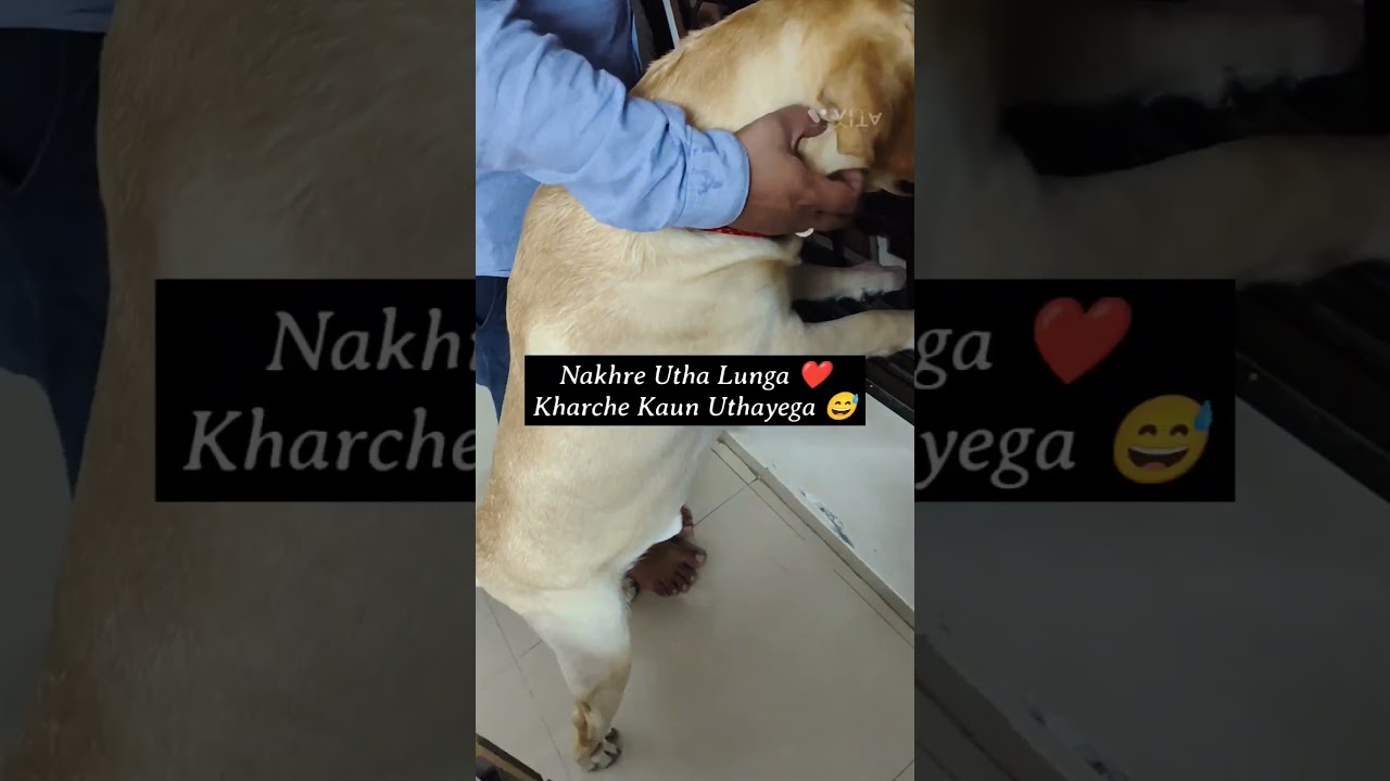 Funny dog videos | Mere shadi karvao  #pets #shorts #dogs #labrador #doglover #funny #marriage #fyp