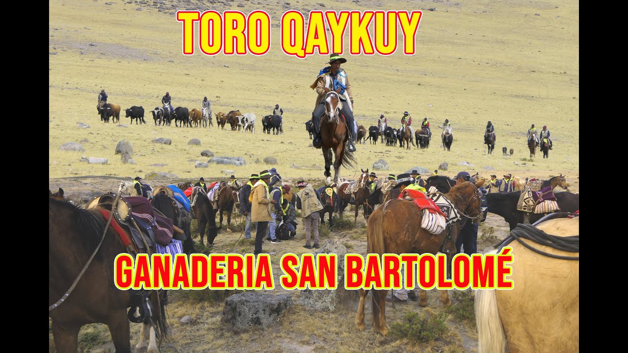 TORO QAYKUY / ARREO DE TOROS BRAVOS SORAS PARTE 2 SUCRE AYACUCHO