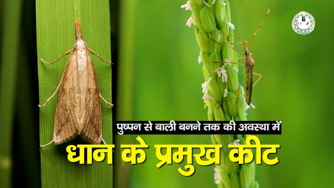 धान के कीट (पुष्पन से बाली बनने तक ) || Paddy Pests (From Flowering to Ear head formation)