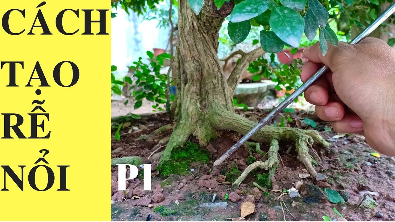 Cách tạo rễ nổi, Cho người mới bắt đầu- P1