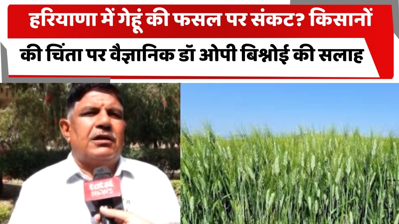 हरियाणा में गेहूं की फसल पर संकट? किसानों की चिंता पर वैज्ञानिक डॉ ओपी बिश्नोई की सलाह
